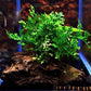 Foreground Potted Live Aquarium Plants | Freshwater Aquatic Plants for Aquariums (Potted African Fern | Bolbitis)