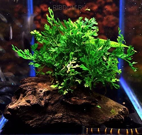 Foreground Potted Live Aquarium Plants | Freshwater Aquatic Plants for Aquariums (Potted African Fern | Bolbitis)