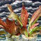 Florida 10 Species Live Aquarium Plants Bundle