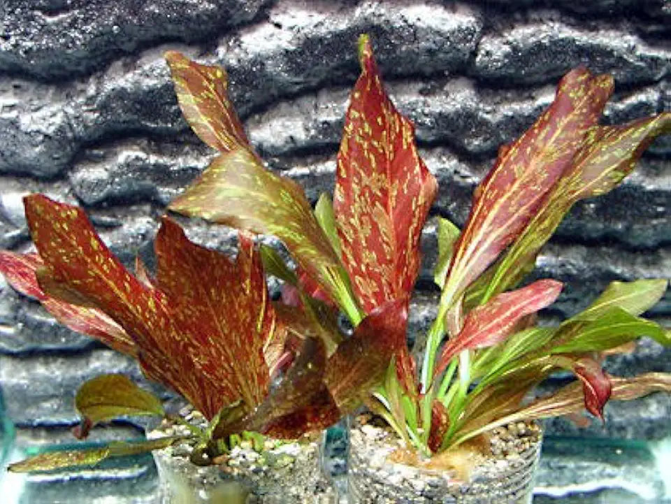 Florida 10 Species Live Aquarium Plants Bundle