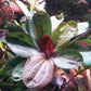 Potted Live Aquarium Plants | Freshwater Aquatic Plants for Aquariums (Hadi Pearl)