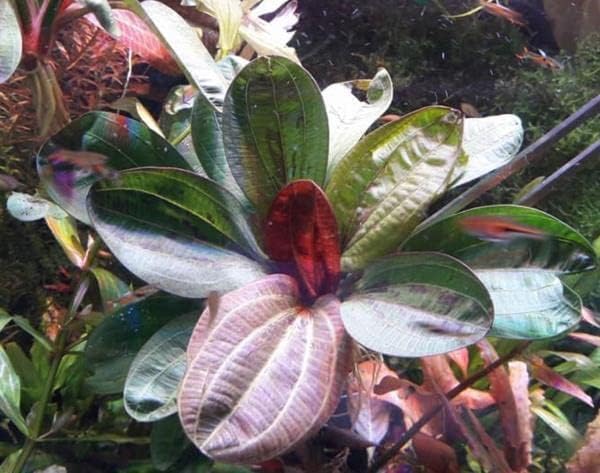 Potted Live Aquarium Plants | Freshwater Aquatic Plants for Aquariums (Hadi Pearl)