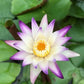 Water Lily Bundle (Top 4 IWGS Award) - 4 Pre-Grown Hardy Lilies Rhizomes in Purple White, Pink, Yellow, Orange