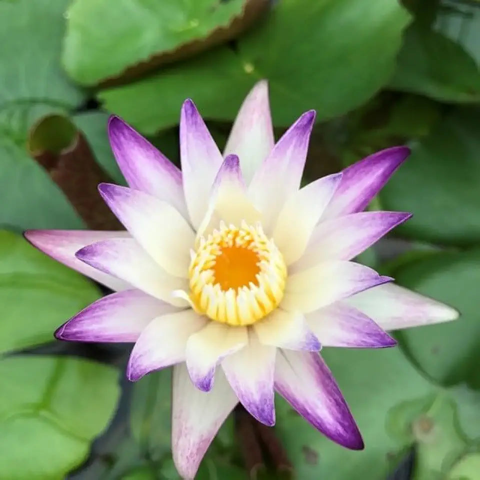 Water Lily Bundle (Top 4 IWGS Award) - 4 Pre-Grown Hardy Lilies Rhizomes in Purple White, Pink, Yellow, Orange