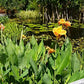 Orange Canna - Months of Flowers for Ponds!