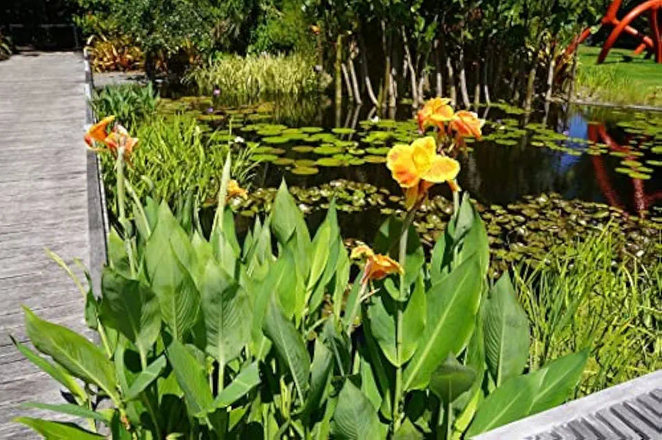 Orange Canna - Months of Flowers for Ponds!