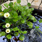 Floating Plants for Water Gardens and Ponds (Water Poppy)