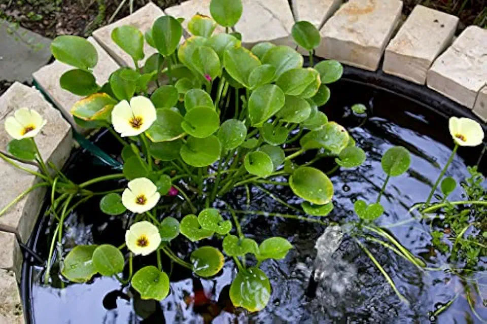 Floating Plants for Water Gardens and Ponds (Water Poppy)