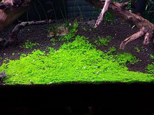 Potted Dwarf Baby Tears Aquarium Live Plant by AquaLeaf Aquatics