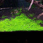 Dwarf Baby Tears on 5 x 3 mat - Foreground Carpet Aquarium Plant