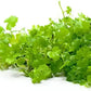 Aquatic Plants on Mats (Dwarf Pennywort on 5" X 3" mat)