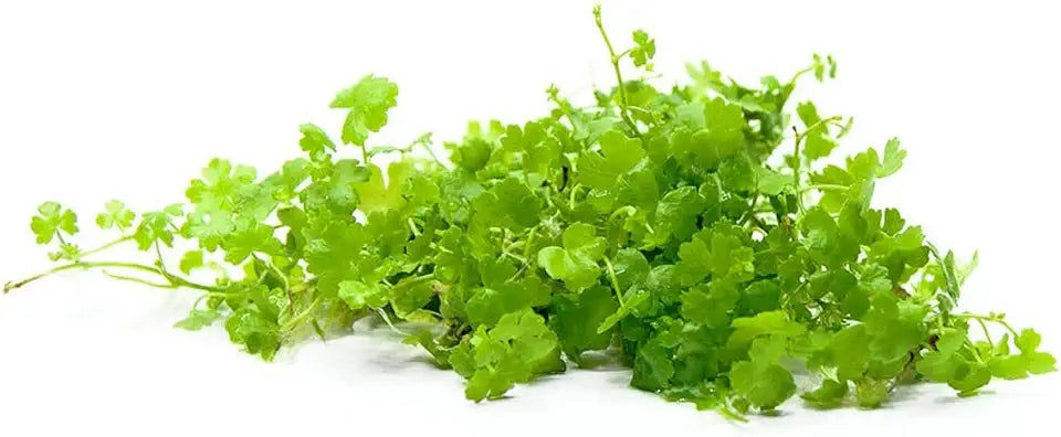 Aquatic Plants on Mats (Dwarf Pennywort on 5" X 3" mat)
