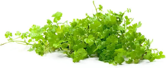 Aquatic Plants on Mats (Dwarf Pennywort on 5" X 3" mat)