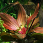Rooted Live Aquarium Plant Bundle - 6 Easy Species | Snail Free Guaranteed