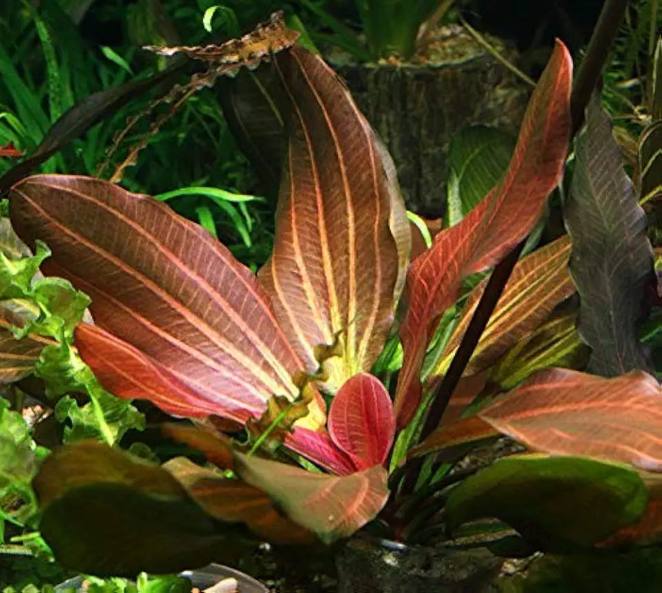 Rooted Live Aquarium Plant Bundle - 6 Easy Species | Snail Free Guaranteed