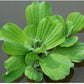 Water Lettuce | Live Floating Pond Plants for Water Gardens (Water Lettuce, 3, Count)