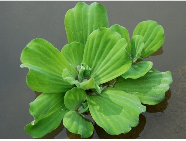 Water Lettuce | Live Floating Pond Plants for Water Gardens (Water Lettuce, 3, Count)
