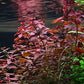 Potted Live Aquarium Plants | Freshwater Aquatic Plants for Aquariums (Red Ludwigia Palustris)
