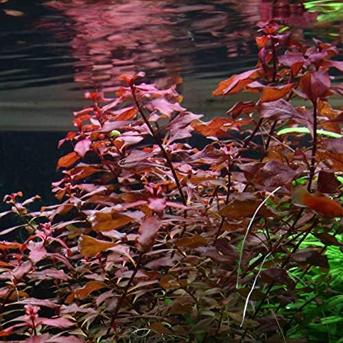 Potted Live Aquarium Plants | Freshwater Aquatic Plants for Aquariums (Red Ludwigia Palustris)