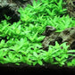 Staurogyne Repens Tissue Cultured - Foreground Aquarium Plant