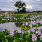 Floating Flowering Plant – Live Aquatic Plants for Ponds & Aquariums (5 Common Water Hyacinth (Eichhornia crassipes), 5, Count)