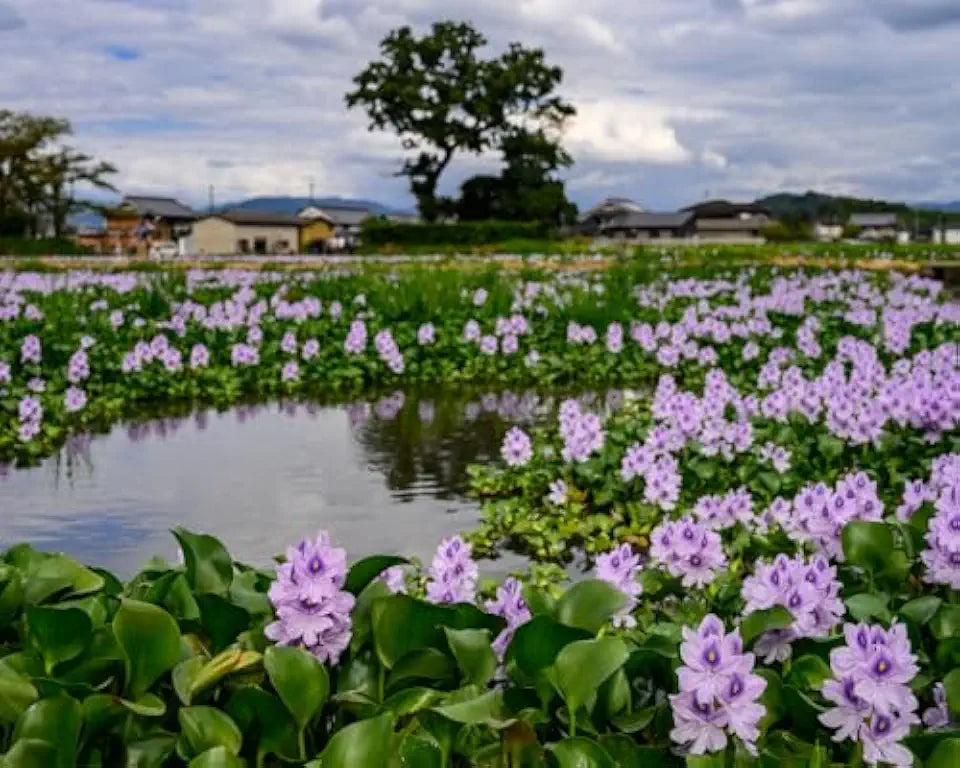 Floating Flowering Plant – Live Aquatic Plants for Ponds & Aquariums (5 Common Water Hyacinth (Eichhornia crassipes), 5, Count)