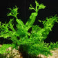 Java Fern Windelow - Easy Freshwater Live Aquarium Plant