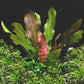 Potted Live Aquarium Plants Bundle - Easy and Snail Free Aquatic Plants (4 Pots)
