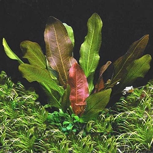 Potted Live Aquarium Plants Bundle - Easy and Snail Free Aquatic Plants (4 Pots)