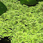 Azolla Portion in 4 oz Container - Floating Live Plants for or Aquariums or Ponds