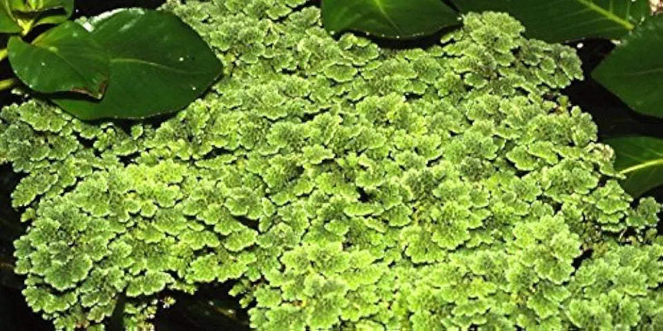 Azolla Portion in 4 oz Container - Floating Live Plants for or Aquariums or Ponds