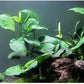 Anubias Coin Leaf - Easy Tropical Low Light Live Aquarium Plant