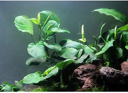 Anubias Coin Leaf - Easy Tropical Low Light Live Aquarium Plant