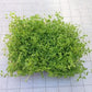 Aquatic Plants on Mats (Dwarf Pennywort on 5" X 3" mat)