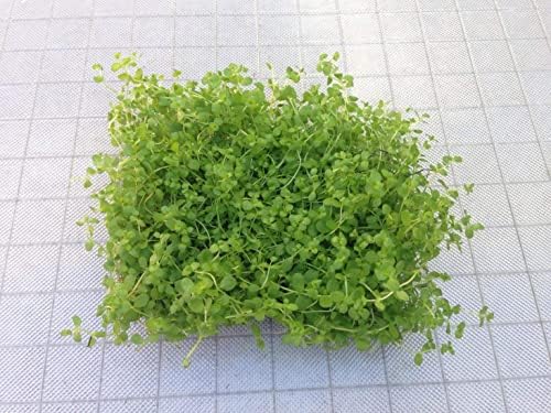 Aquatic Plants on Mats (Dwarf Pennywort on 5" X 3" mat)