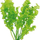 Aquatic Plant Bulbs - for Aquariums with temperatures Under 72F (Ulvaceus Apogoneton Bulb)