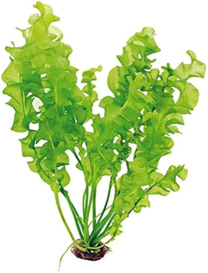 Aquatic Plant Bulbs - for Aquariums with temperatures Under 72F (Ulvaceus Apogoneton Bulb)