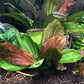 Potted Live Aquarium Plants | Freshwater Aquatic Plants for Aquariums (Hadi Pearl)