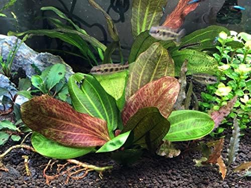 Potted Live Aquarium Plants | Freshwater Aquatic Plants for Aquariums (Hadi Pearl)