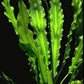 Ruffled Amazon Sword | Echinodorus martii - Easy Aquatic Plant