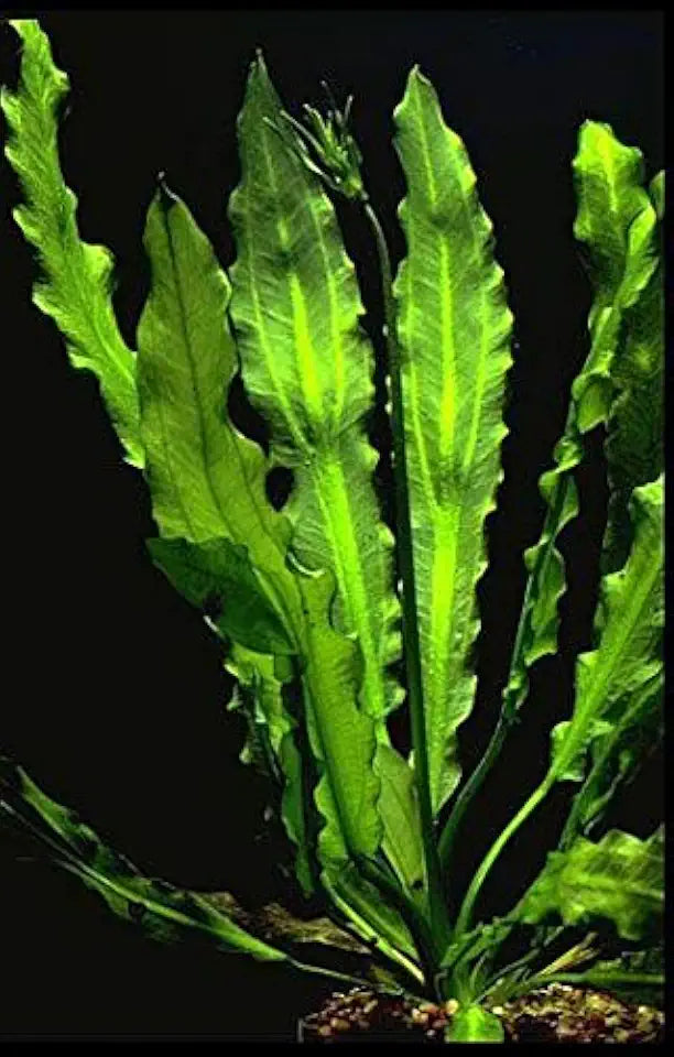Ruffled Amazon Sword | Echinodorus martii - Easy Aquatic Plant