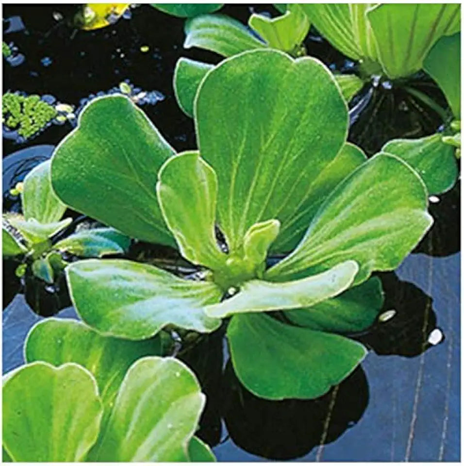 3 Pond Plants Bundle - Water Lettuce, Water Hyancinth and Hornwort