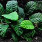 Potted Anubias Coffeefolia Aquarium Plant
