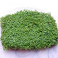 Dwarf Baby Tears on 5 x 3 mat - Foreground Carpet Aquarium Plant