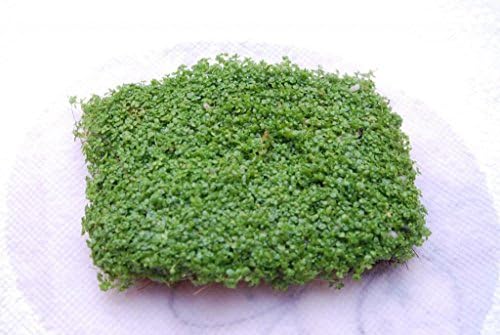 Dwarf Baby Tears on 5 x 3 mat - Foreground Carpet Aquarium Plant