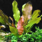 Rooted Live Aquarium Plant Bundle - 6 Easy Species | Snail Free Guaranteed