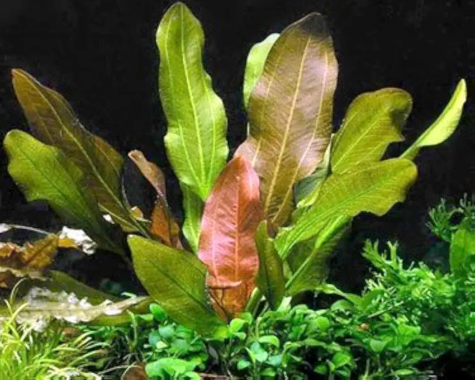 Rooted Live Aquarium Plant Bundle - 6 Easy Species | Snail Free Guaranteed