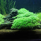 Potted Dwarf Baby Tears Aquarium Live Plant by AquaLeaf Aquatics