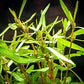 Potted Live Aquarium Plants | Freshwater Aquatic Plants for Aquariums (Hygrophila Araguaia)
