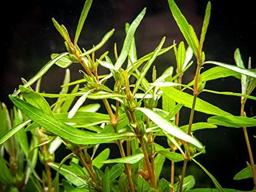 Potted Live Aquarium Plants | Freshwater Aquatic Plants for Aquariums (Hygrophila Araguaia)